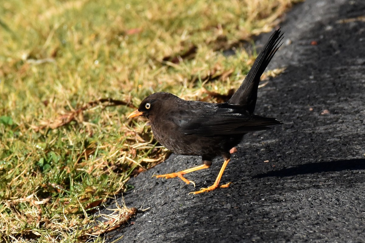 Sooty Thrush - ML163639661