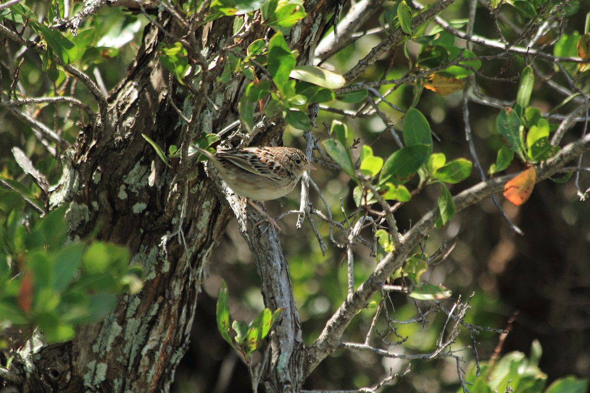 Grasshopper Sparrow - ML163646351