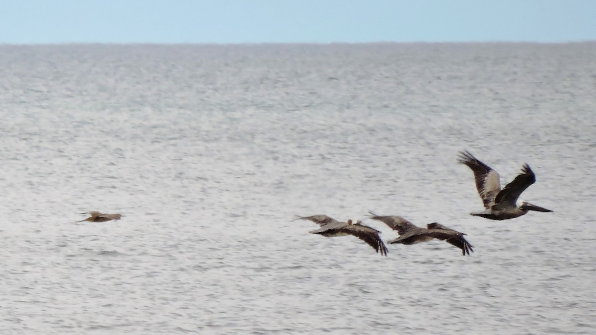 Brown Booby - ML163646631