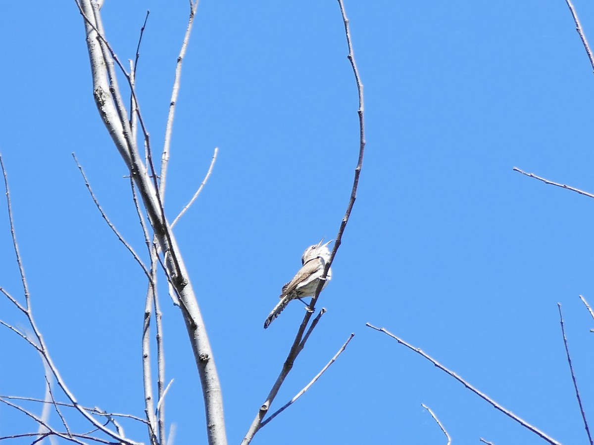 Bewick's Wren - ML163647101