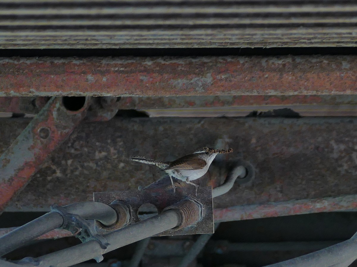 Bewick's Wren - ML163647121