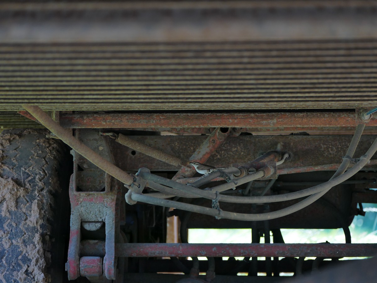Bewick's Wren - ML163647131