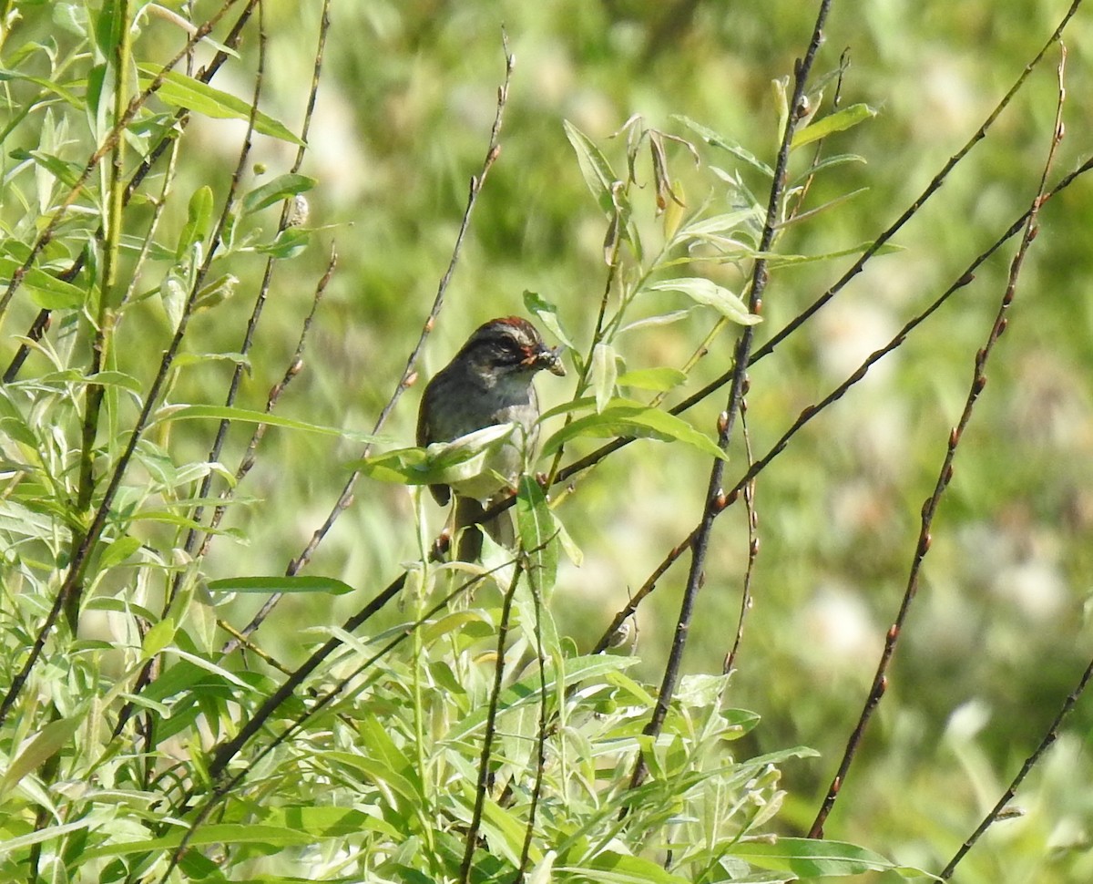 Swamp Sparrow - ML163647181