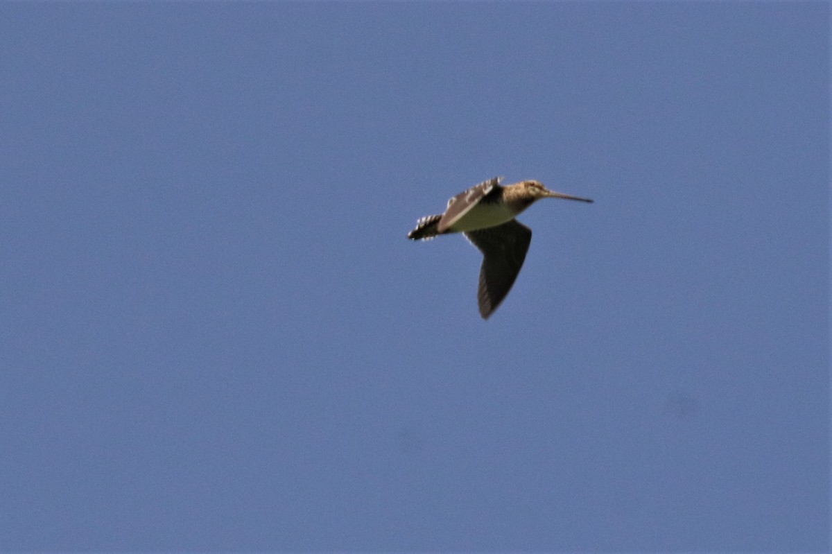 Wilson's Snipe - Chuck Gates