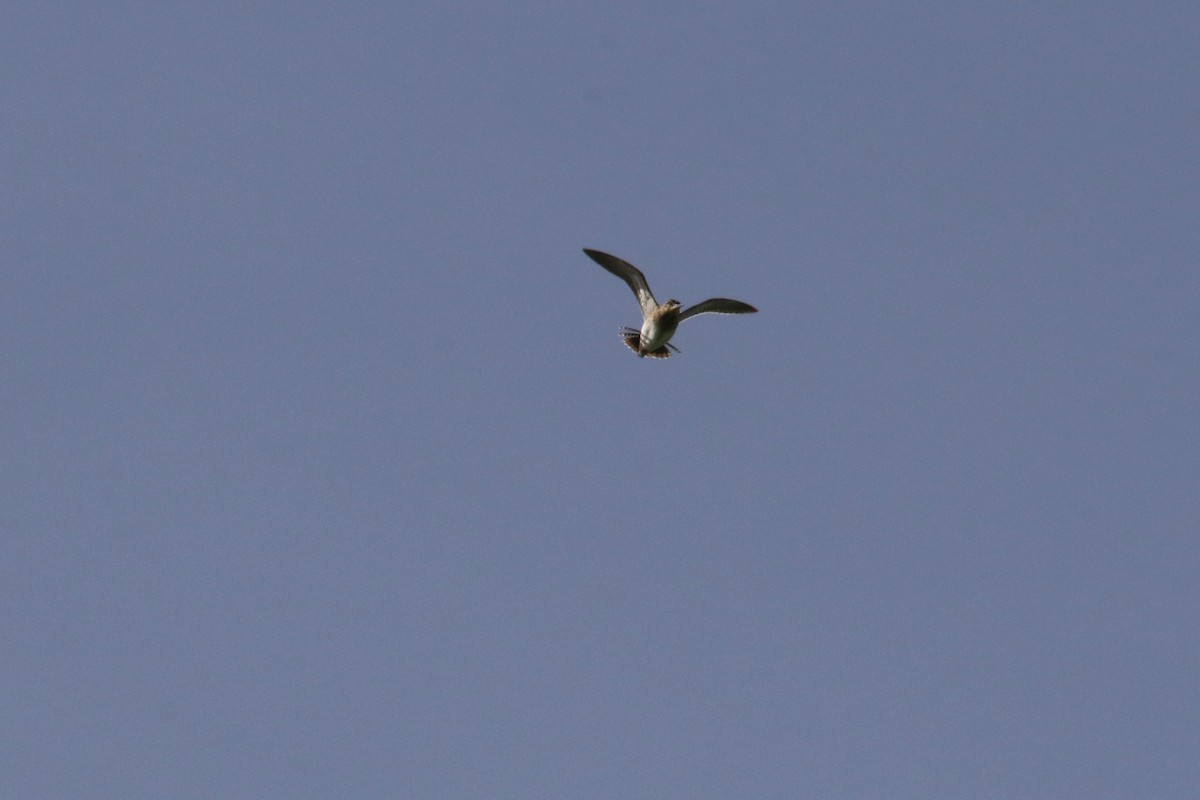 Wilson's Snipe - Chuck Gates