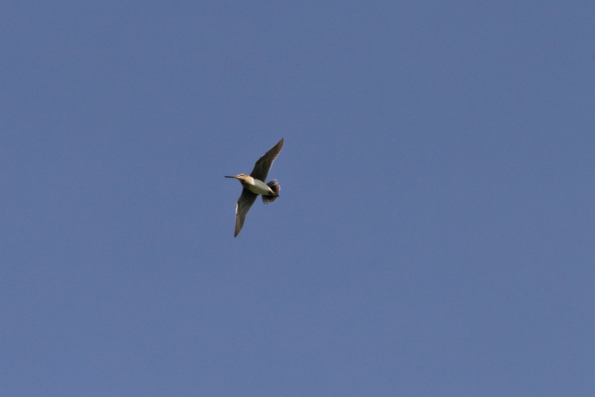 Wilson's Snipe - Chuck Gates