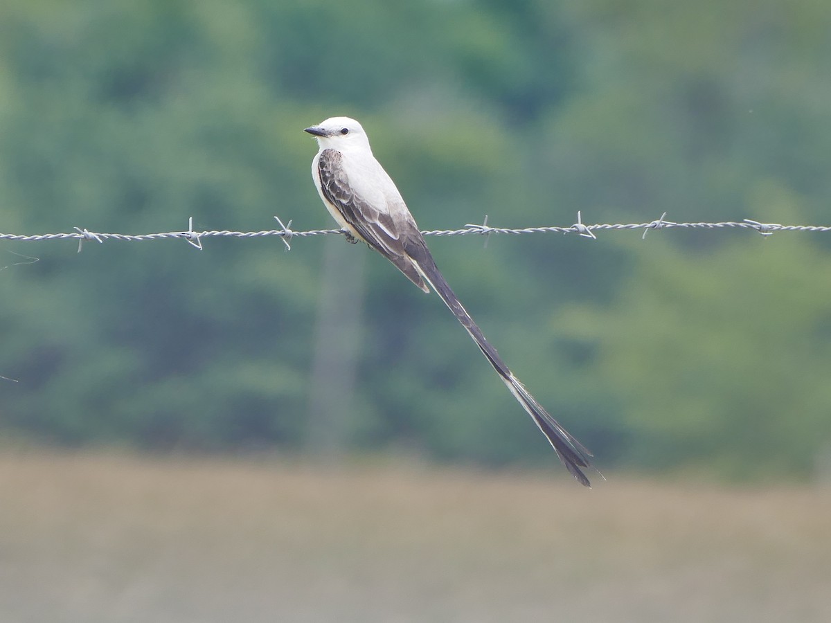 Scissor-tailed Flycatcher - ML163647391