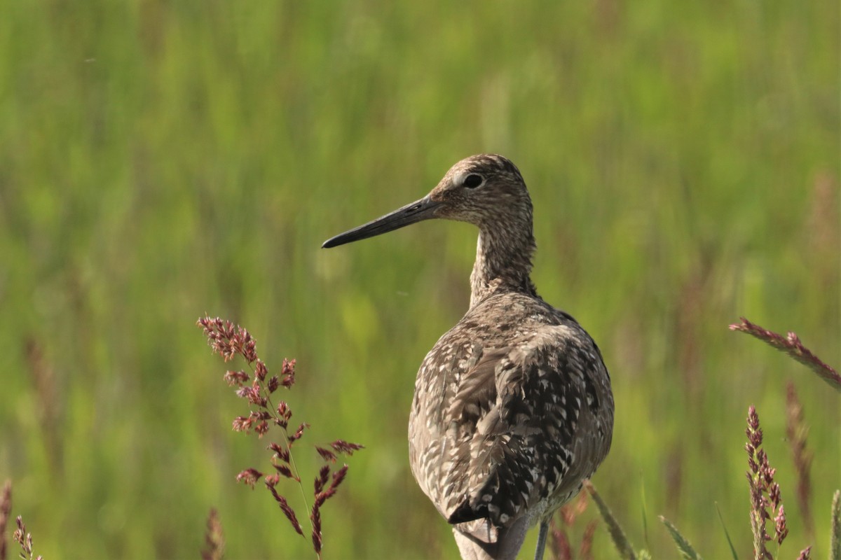 Willet - ML163647431