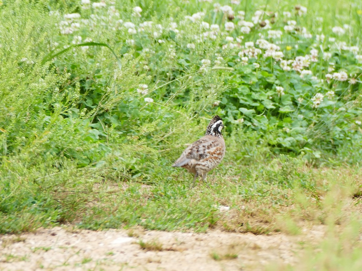 Northern Bobwhite - ML163647591