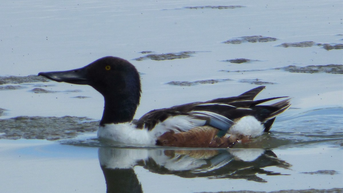 Northern Shoveler - ML163648461