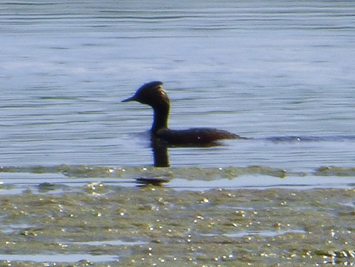 Eared Grebe - Jim Mott