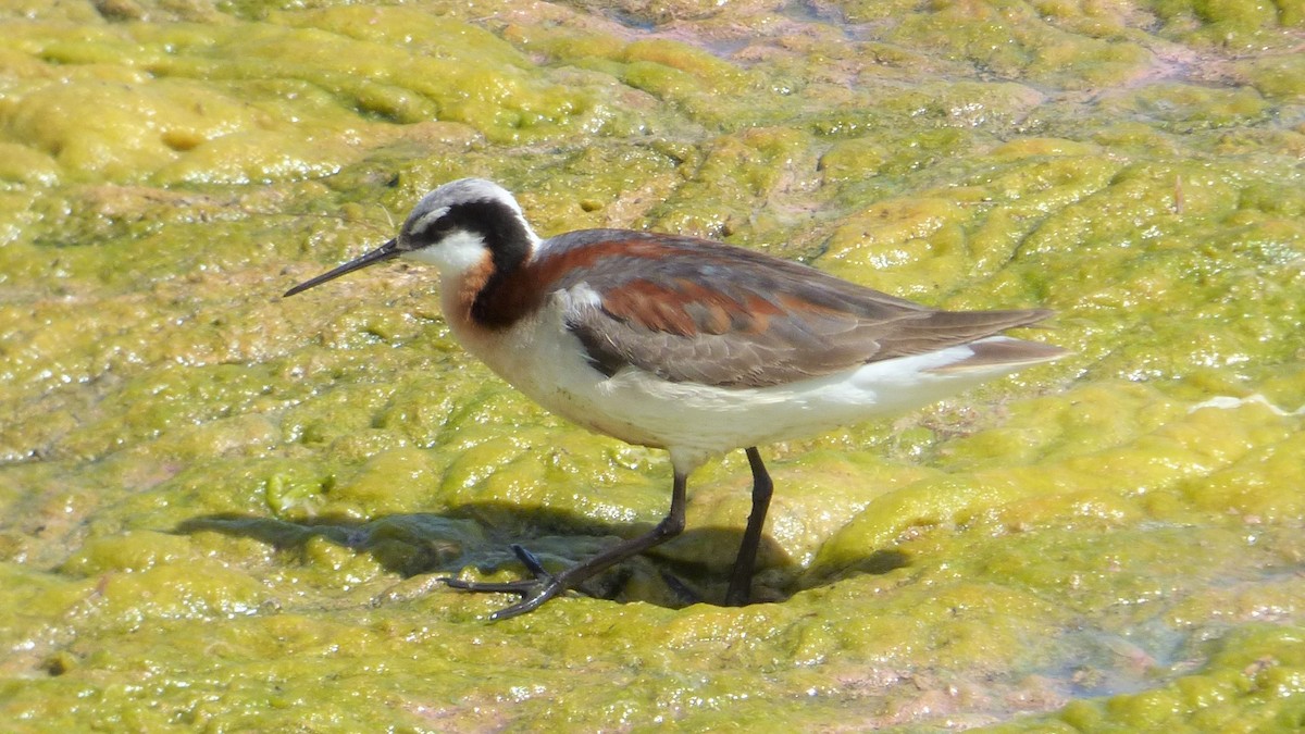 Wilson's Phalarope - Jim Mott