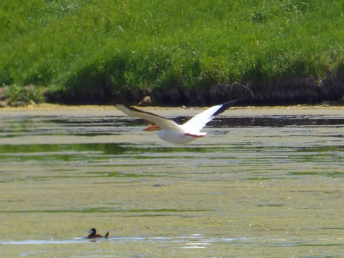 American White Pelican - Jim Mott