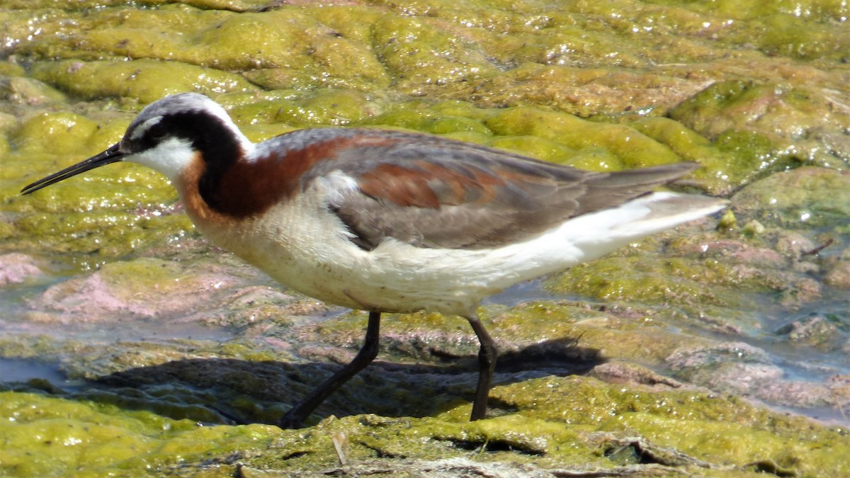 Wilson's Phalarope - ML163648691