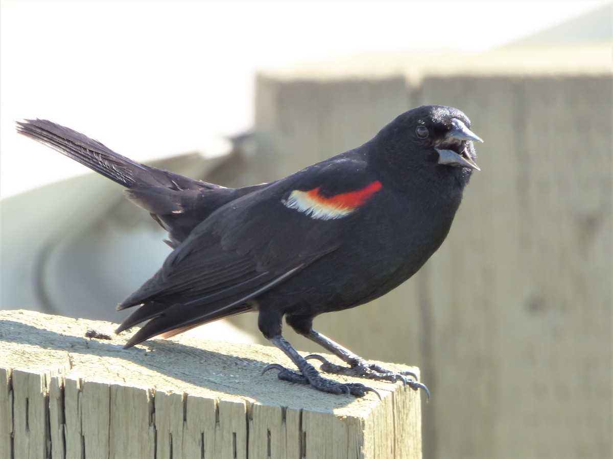 Red-winged Blackbird - Jim Mott