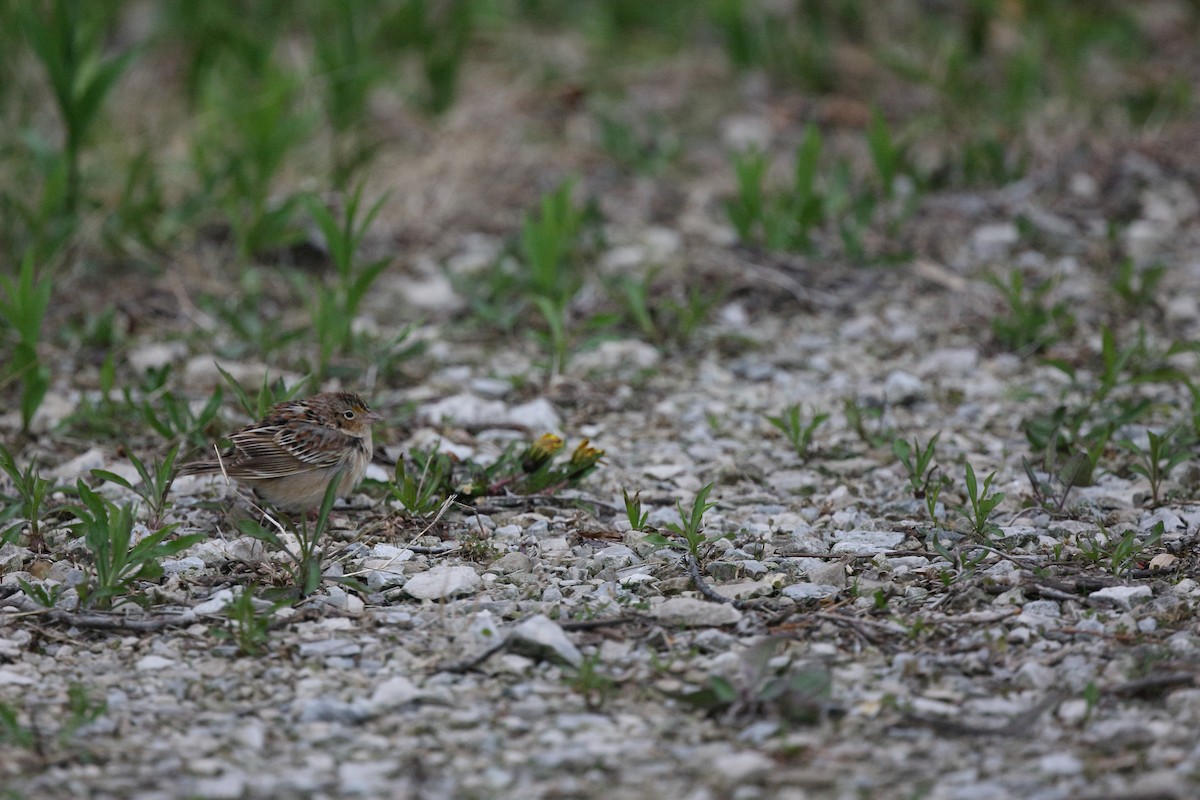 Grasshopper Sparrow - ML163649031