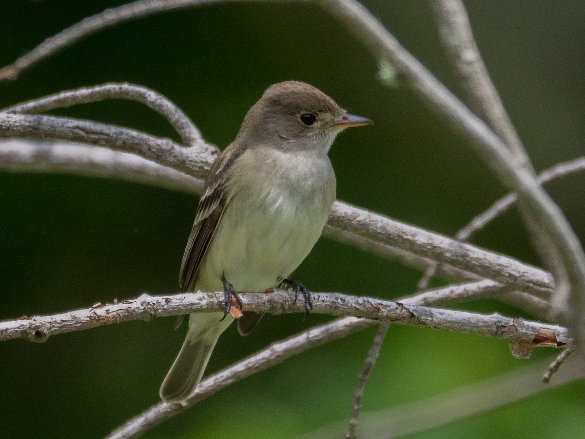 Willow Flycatcher - ML163649141