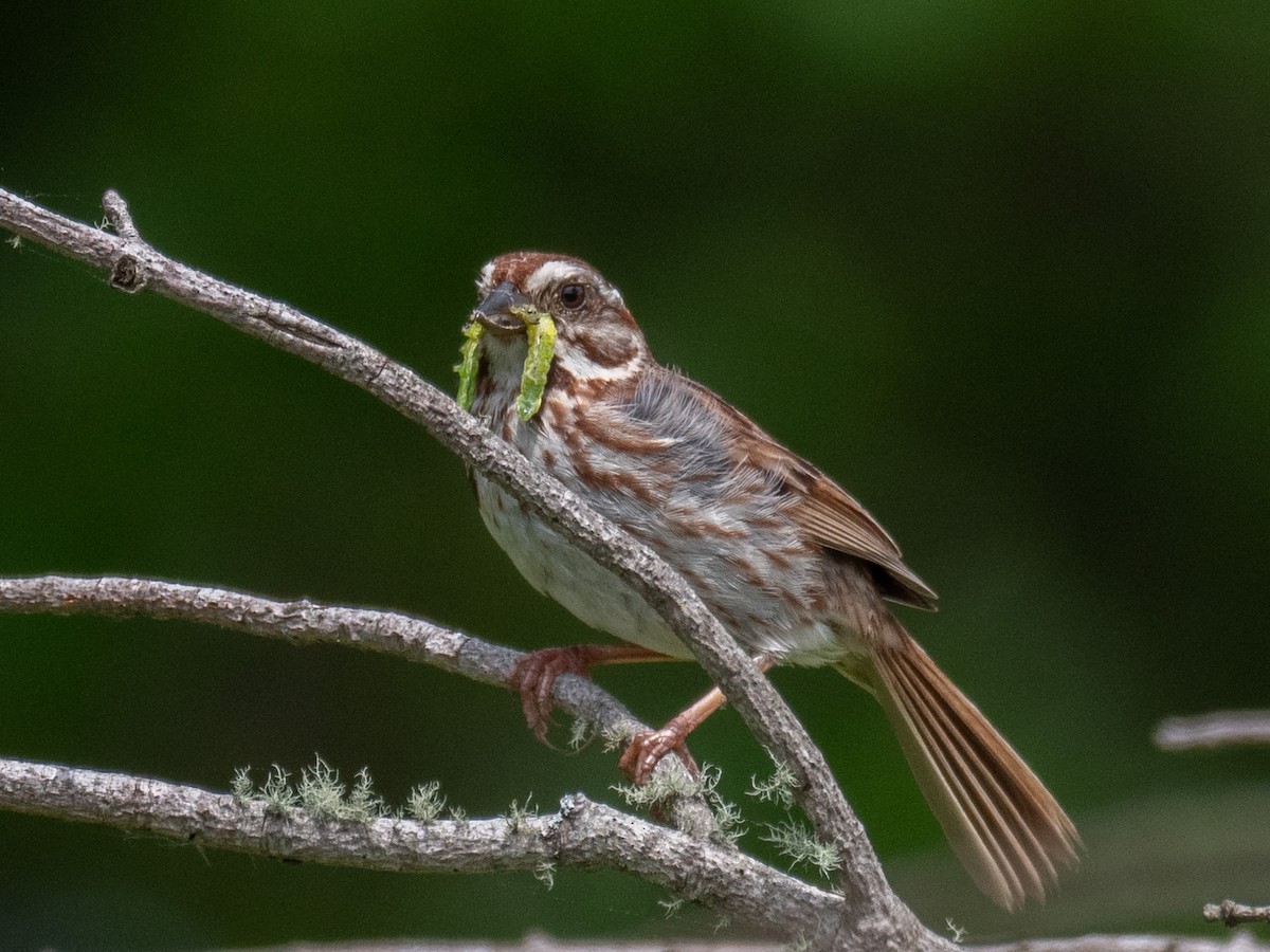 Song Sparrow - ML163649221