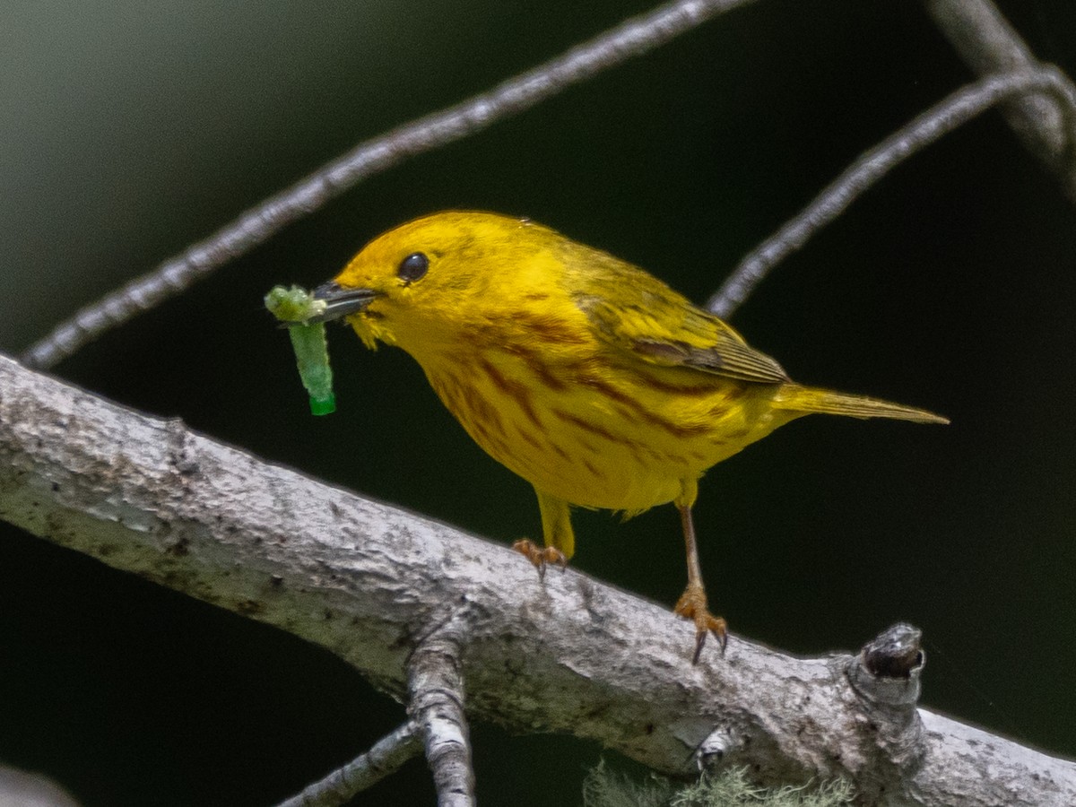 Paruline jaune - ML163649291