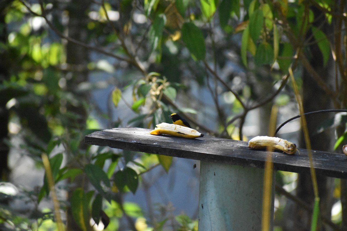 Orange-bellied Euphonia - ML163650131