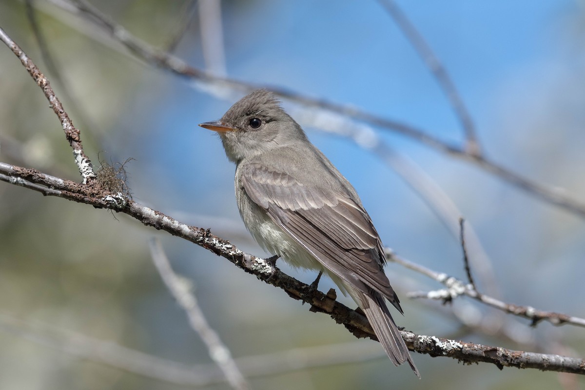 Eastern Wood-Pewee - ML163650811