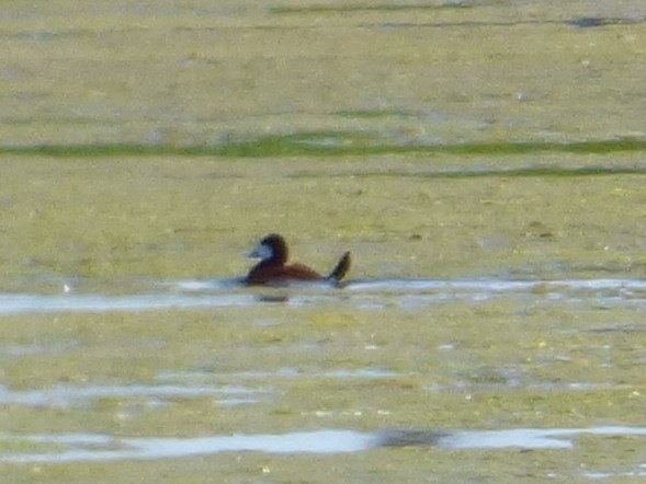 Ruddy Duck - Jim Mott