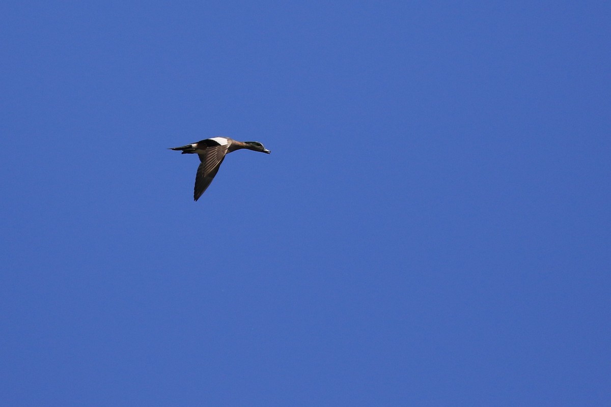 American Wigeon - ML163652791