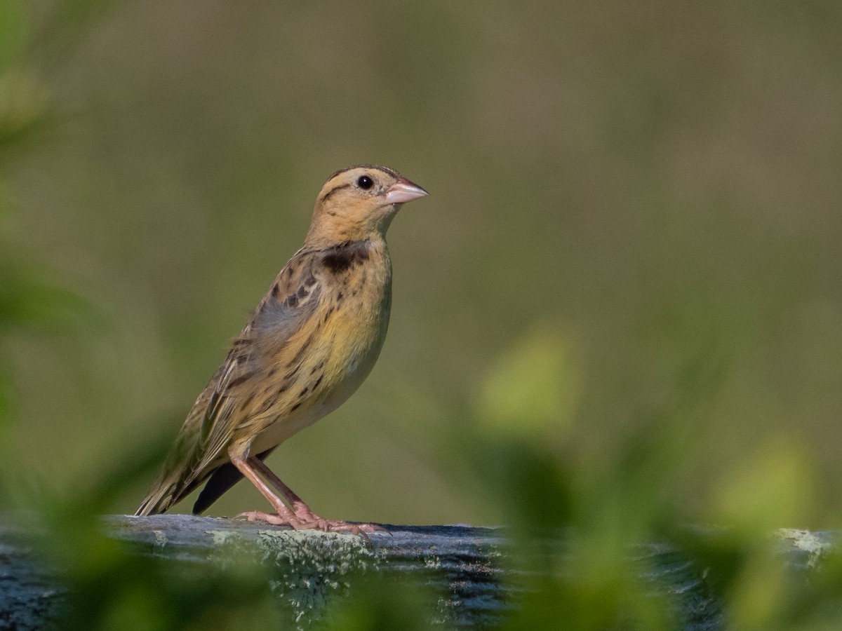 bobolink - ML163653561