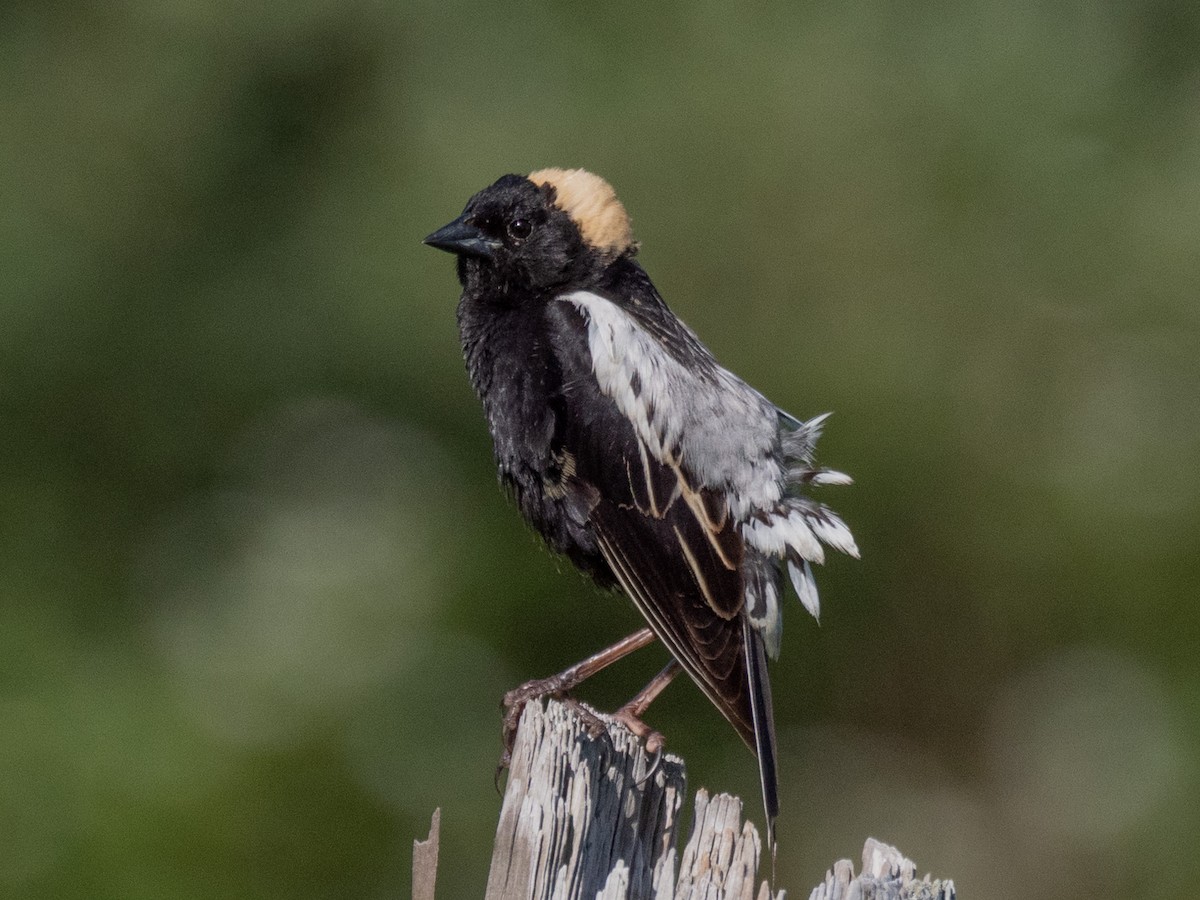 bobolink americký - ML163653571