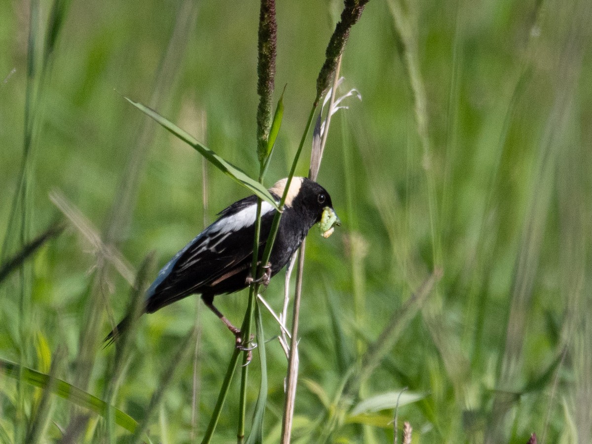 bobolink - ML163653581