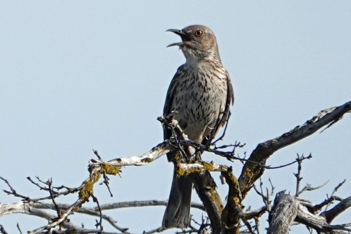 Sage Thrasher - ML163656101