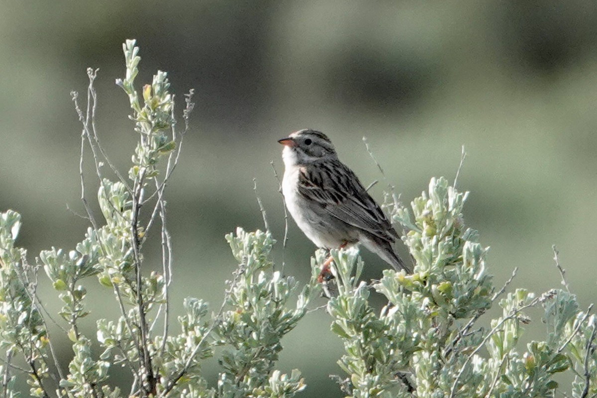 Brewer's Sparrow - ML163656211