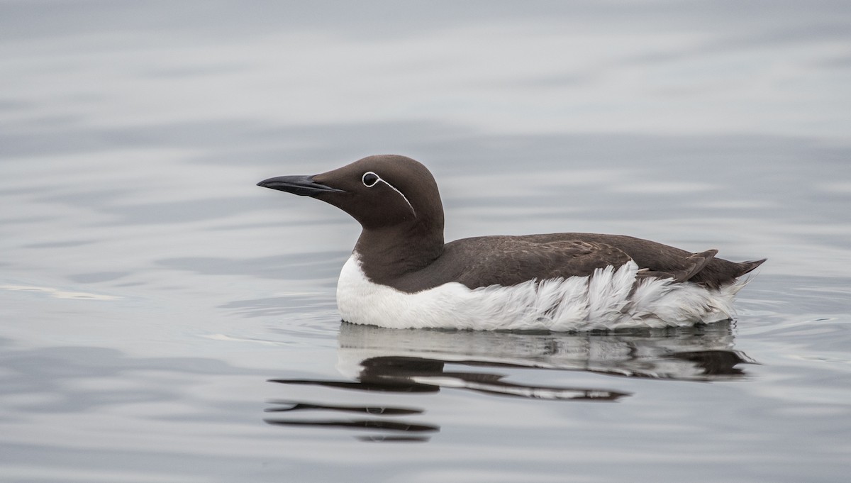 Common Murre - Simon Boivin