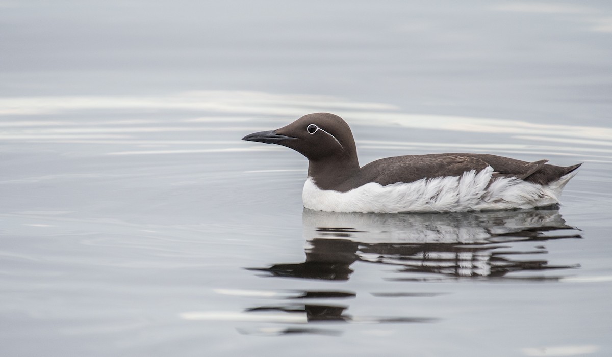 Guillemot marmette - ML163657971