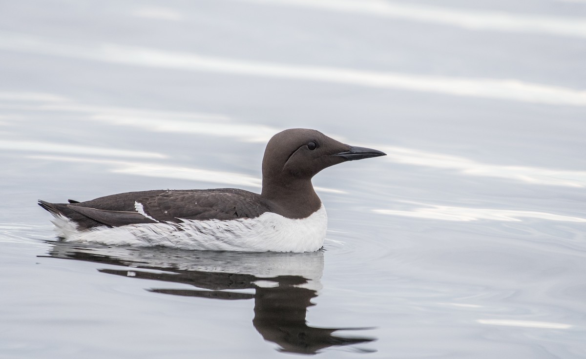 Guillemot marmette - ML163658301