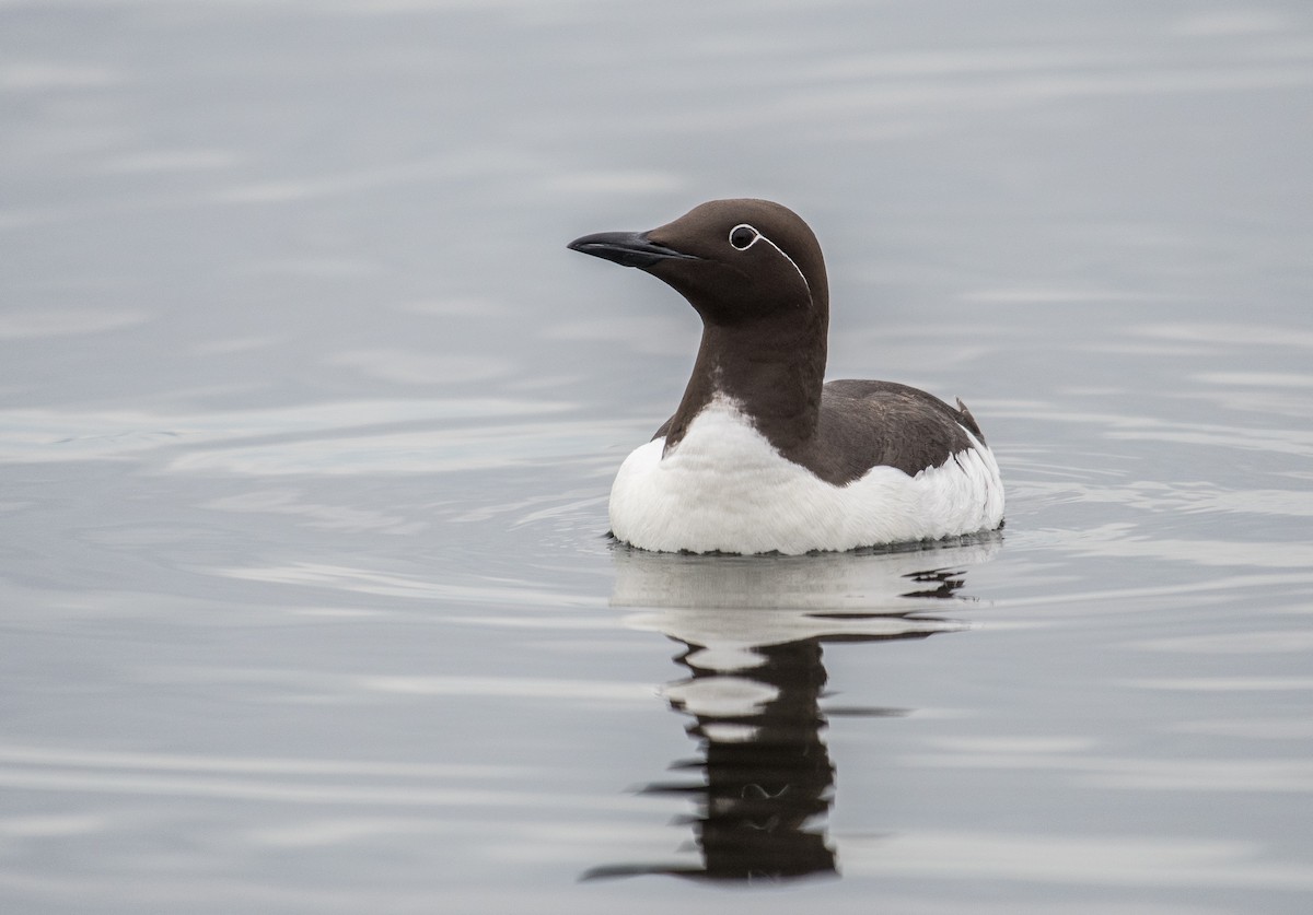 Common Murre - ML163658471