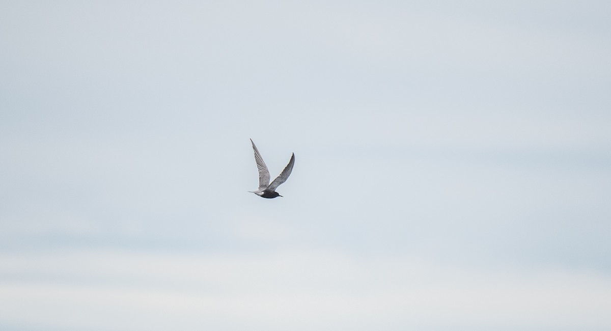 Black Tern - Simon Boivin