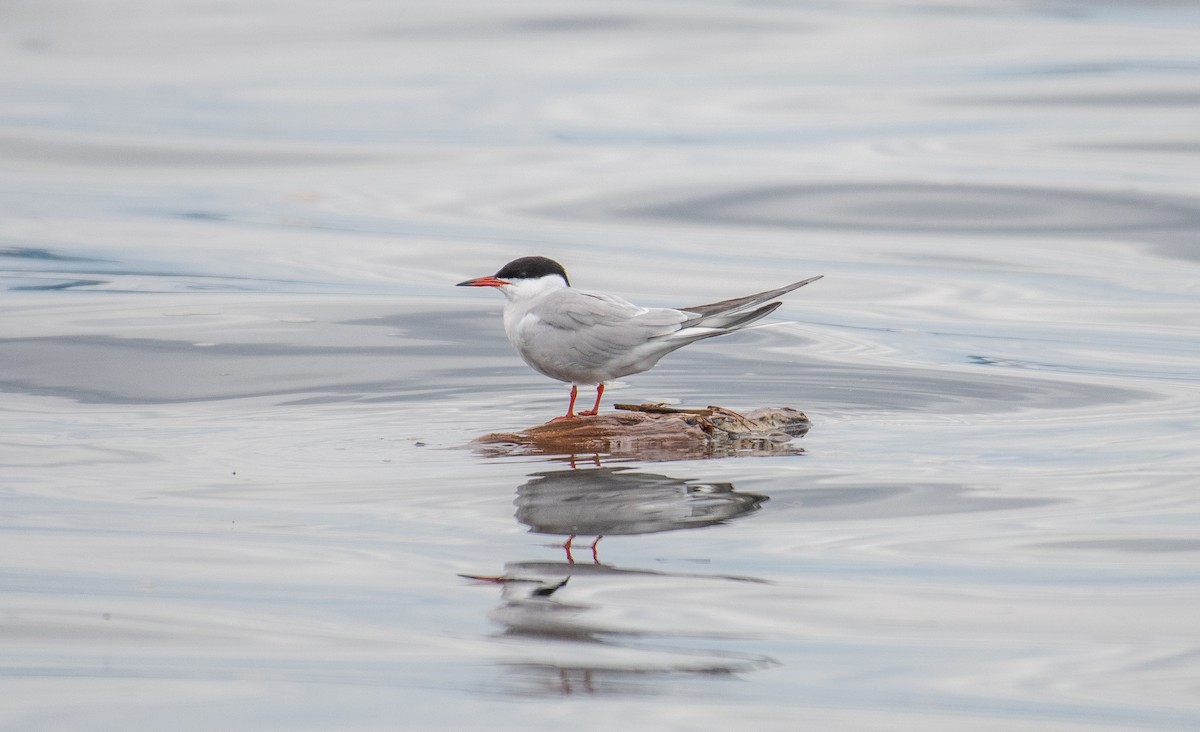 Common Tern - Simon Boivin