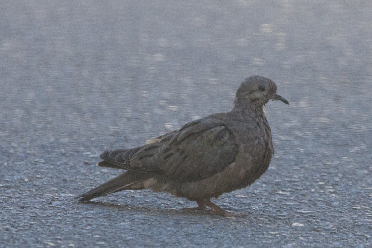 Eared Dove - ML163660571