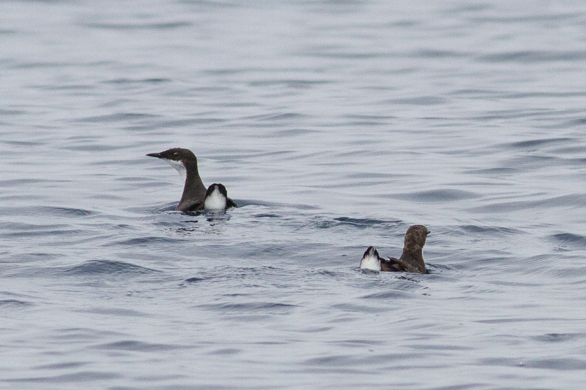 Craveri's Murrelet - ML163661781