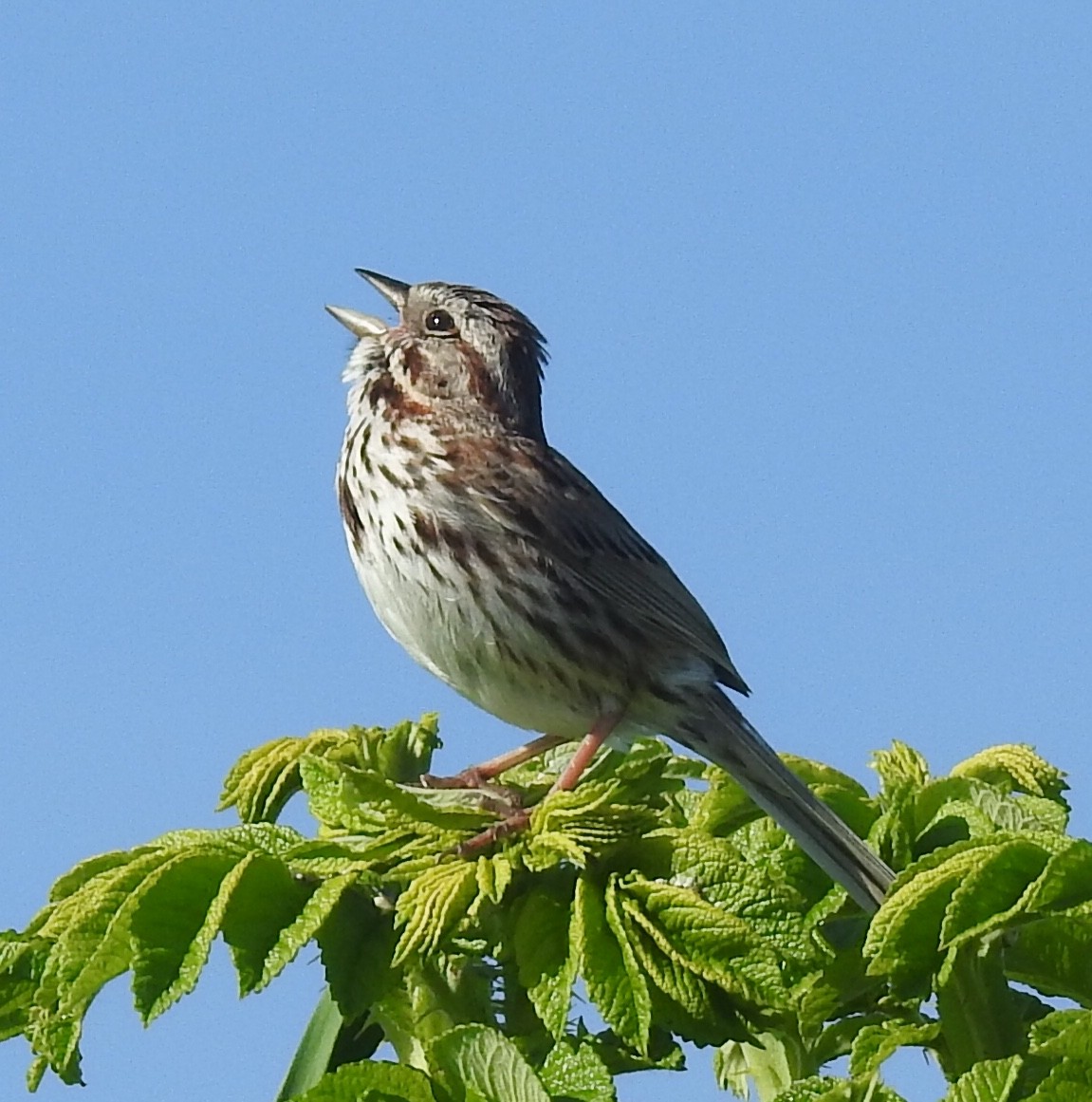 Song Sparrow - ML163661931