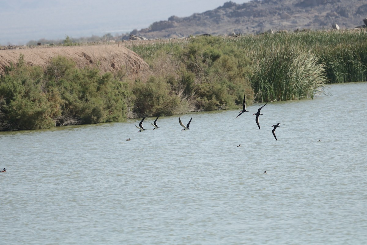 Black Skimmer - ML163662971