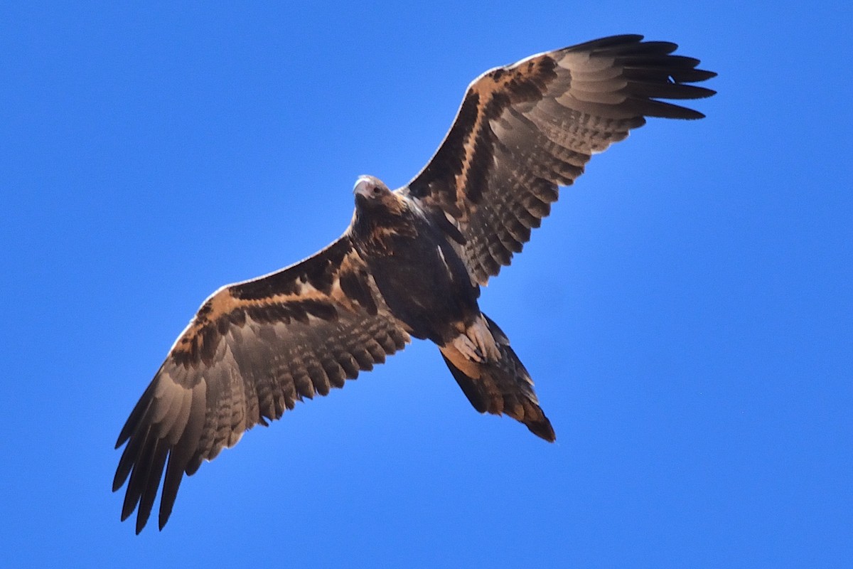 Wedge-tailed Eagle - Andrew Schopieray