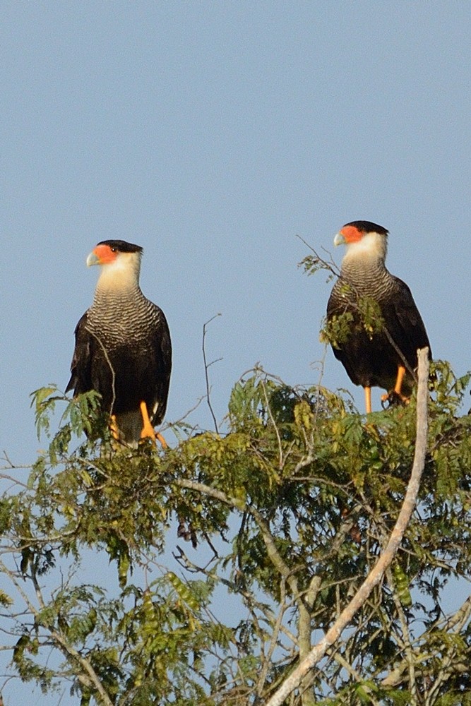 Crested Caracara (Southern) - Aníbal Domaniczky  CON CONA Caracara