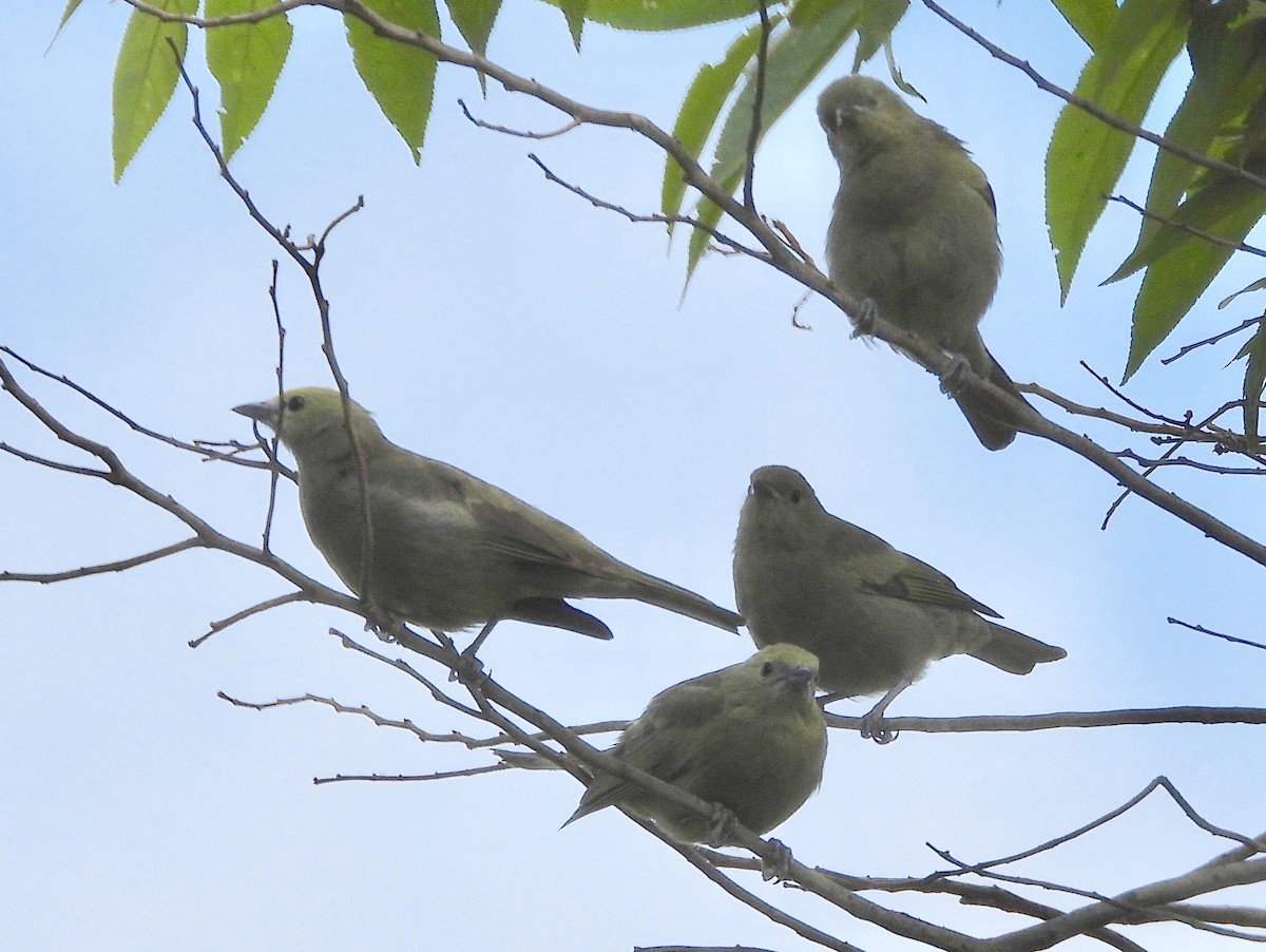 Palm Tanager - ML163665671