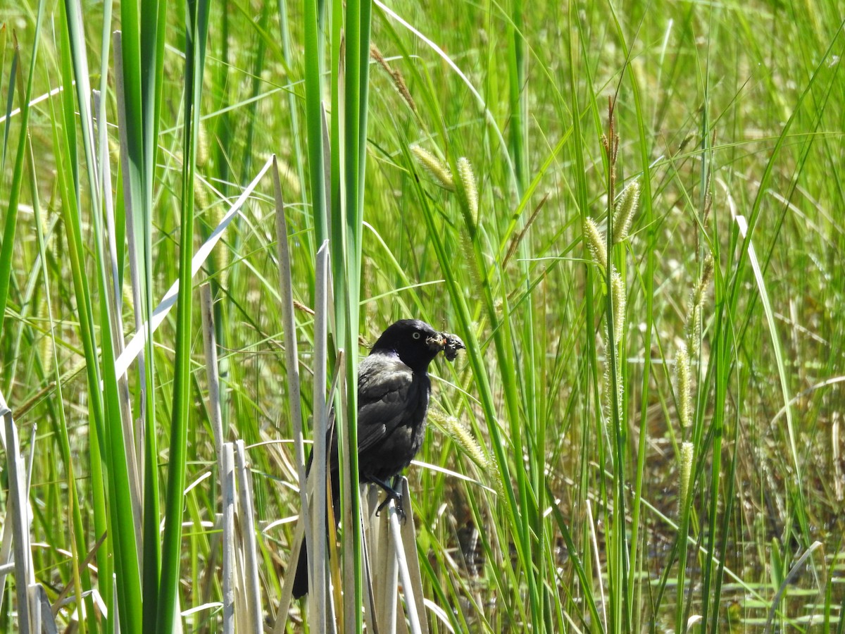 Common Grackle - ML163665851