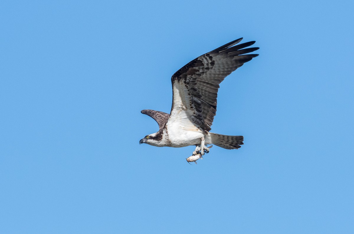 Osprey - Yannick Fleury