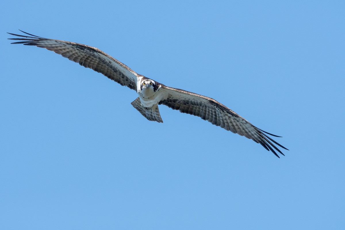 Osprey - Yannick Fleury