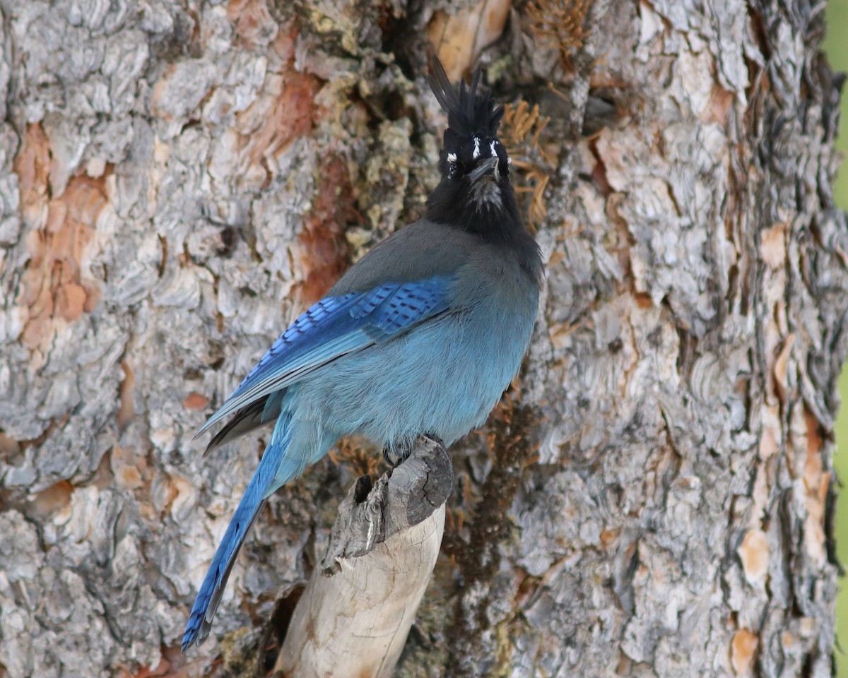 Steller's Jay (Southwest Interior) - ML163666521