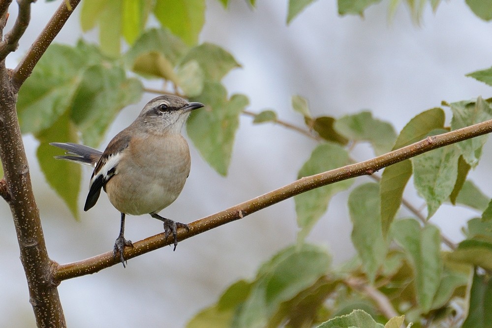 White-banded Mockingbird - Aníbal Domaniczky  CON CONA Caracara